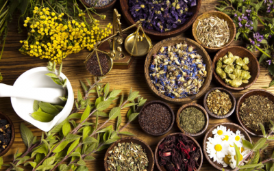 jasa ekstraksi herbal